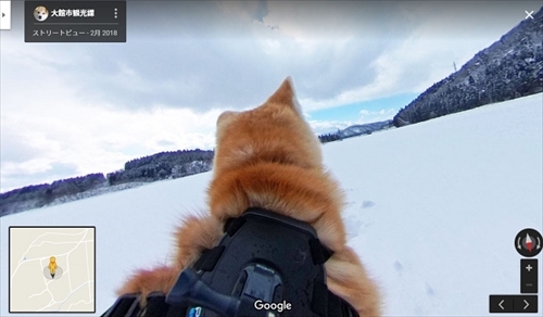 秋田犬目線のストリートビュー