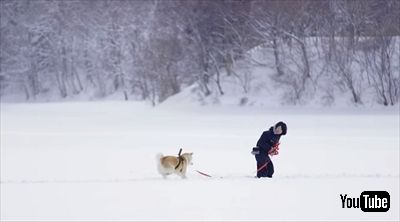 秋田犬目線のストリートビュー