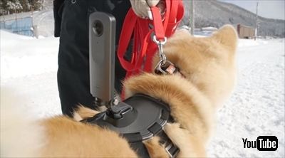 秋田犬目線のストリートビュー