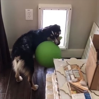 ボールと一緒に外に出たいワンちゃん