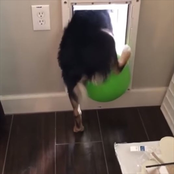 ボールと一緒に外に出たいワンちゃん