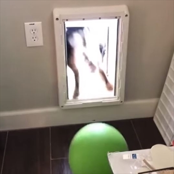 ボールと一緒に外に出たいワンちゃん