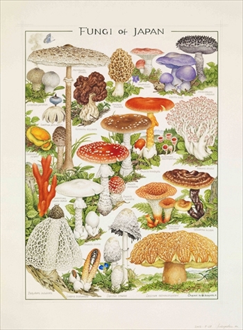 3つ子きのこの水彩画 (原画) 3つ子きのこの水彩画 (原画) 3つ子きのこの水彩画 (原画)