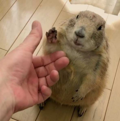 プレーリードッグ しぐさ 握手 かわいい