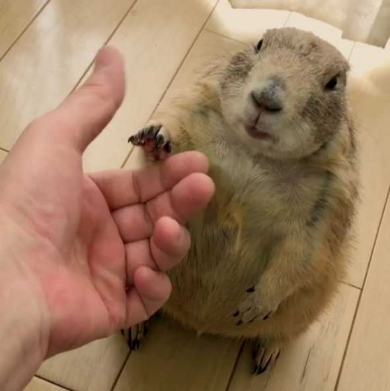 プレーリードッグ しぐさ 握手 かわいい