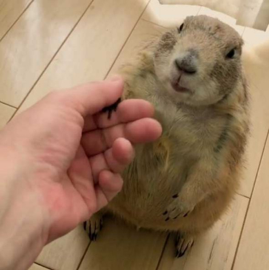 プレーリードッグ しぐさ 握手 かわいい