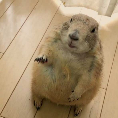 プレーリードッグ しぐさ 握手 かわいい