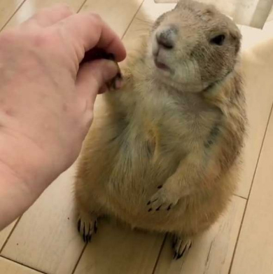 プレーリードッグ しぐさ 握手 かわいい