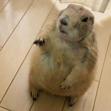 プレーリードッグ しぐさ 握手 かわいい