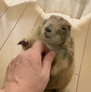 プレーリードッグ しぐさ 握手 かわいい
