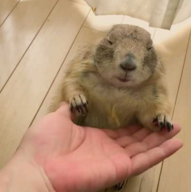 プレーリードッグ しぐさ 握手 かわいい