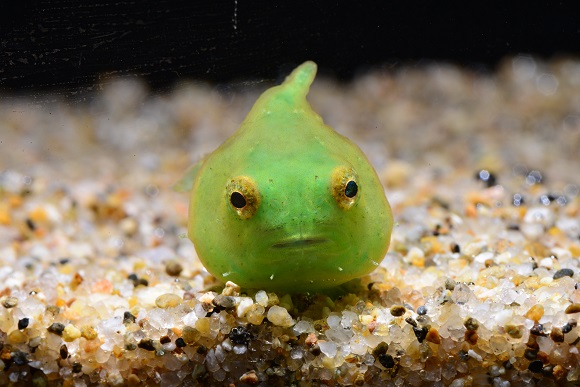 ヤバすぎる海の危険な生物たちが一堂に！ しながわ水族館で「海