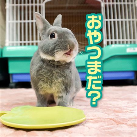 ウサギ