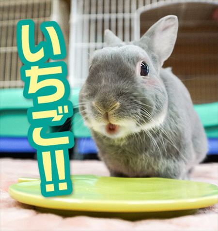 ウサギ