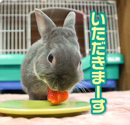 ウサギ