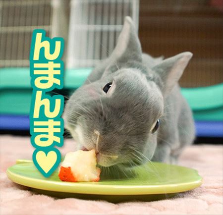 ウサギ