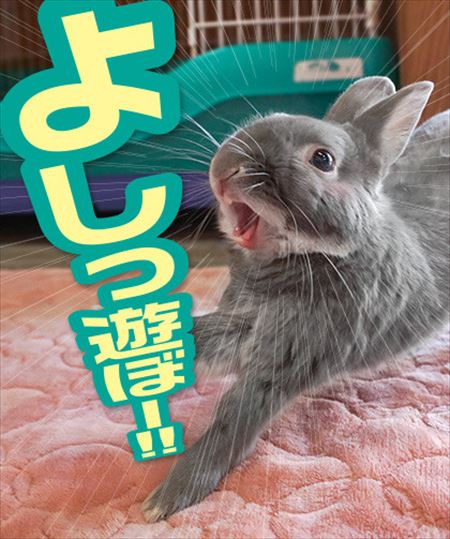 ウサギ