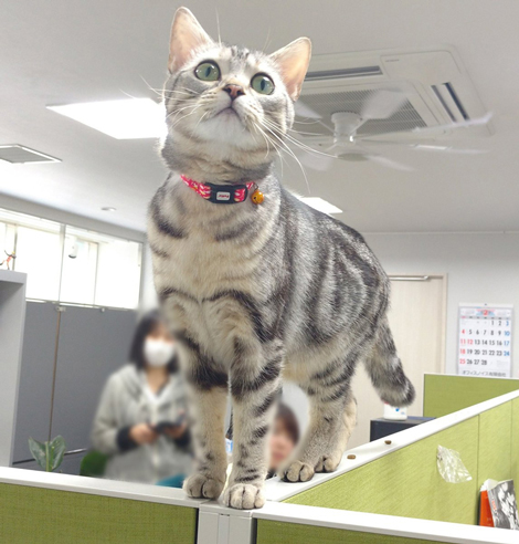 部長 猫 エインシャント 上司 成長