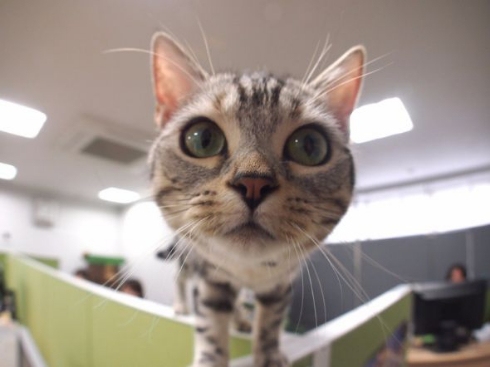 部長 猫 エインシャント 上司 成長