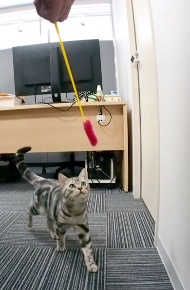 部長 猫 エインシャント 上司 成長