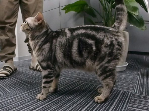 部長 猫 エインシャント 上司 成長