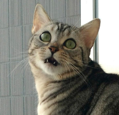 部長 猫 エインシャント 上司 成長