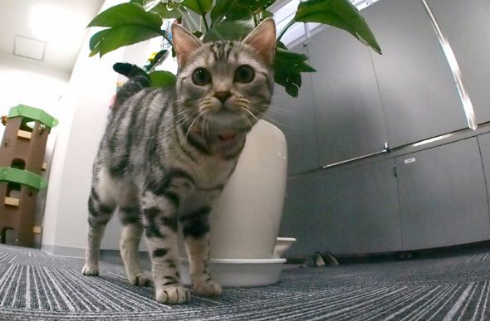 部長 猫 エインシャント 上司 成長