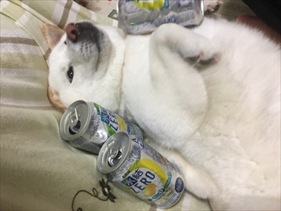 白柴『きなこ』のお気楽ブログ