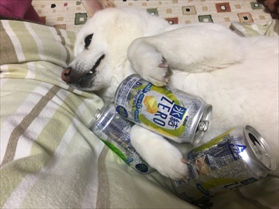 白柴『きなこ』のお気楽ブログ