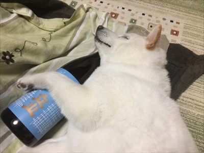 白柴『きなこ』のお気楽ブログ