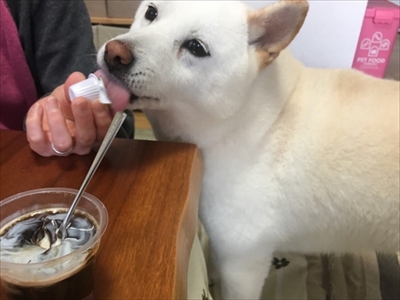 白柴『きなこ』のお気楽ブログ