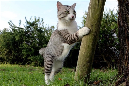 旅猫ニャン吉写真展