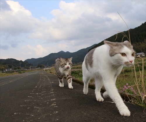 旅猫ニャン吉写真展