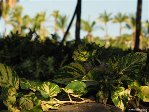 岩合光昭の世界ネコさがし