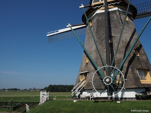 岩合光昭の世界ネコさがし