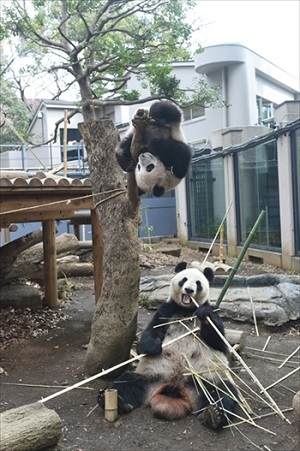 上野動物園シャンシャン