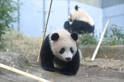 上野動物園シャンシャン