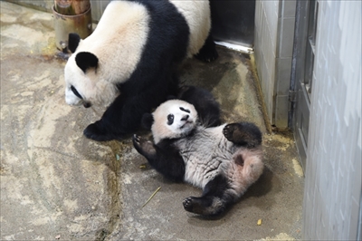上野動物園シャンシャン