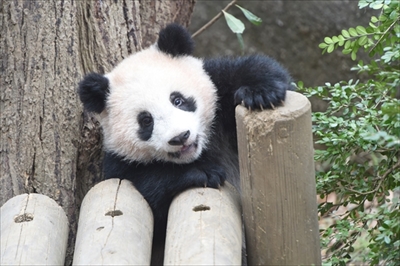 上野動物園シャンシャン