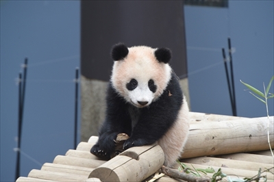 上野動物園シャンシャン