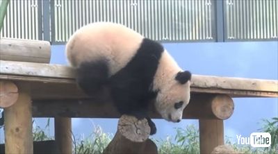 上野動物園シャンシャン