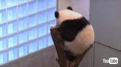 上野動物園シャンシャン