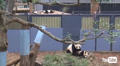 上野動物園シャンシャン