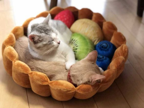 フルーツタルト 猫 フェリシモ猫部 クッション