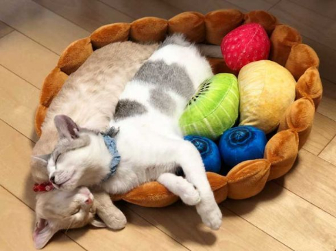 フルーツタルト 猫 フェリシモ猫部 クッション