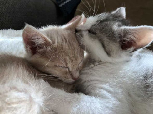 フルーツタルト 猫 フェリシモ猫部 クッション