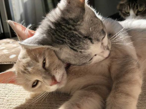 フルーツタルト 猫 フェリシモ猫部 クッション