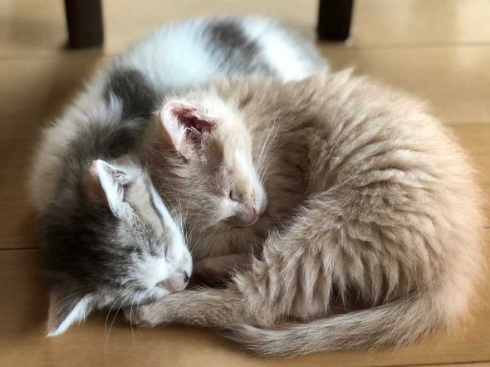 フルーツタルト 猫 フェリシモ猫部 クッション