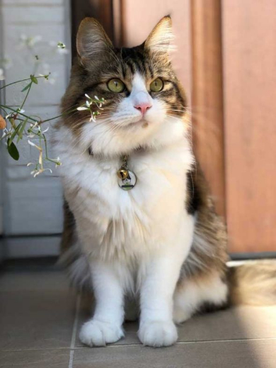 フルーツタルト 猫 フェリシモ猫部 クッション