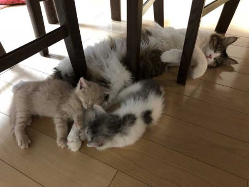 フルーツタルト 猫 フェリシモ猫部 クッション